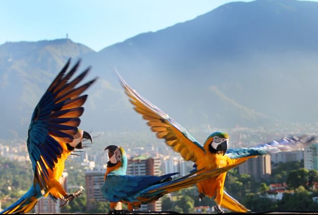 Venezuela destaca como destino privilegiado para el aviturismo mundial  